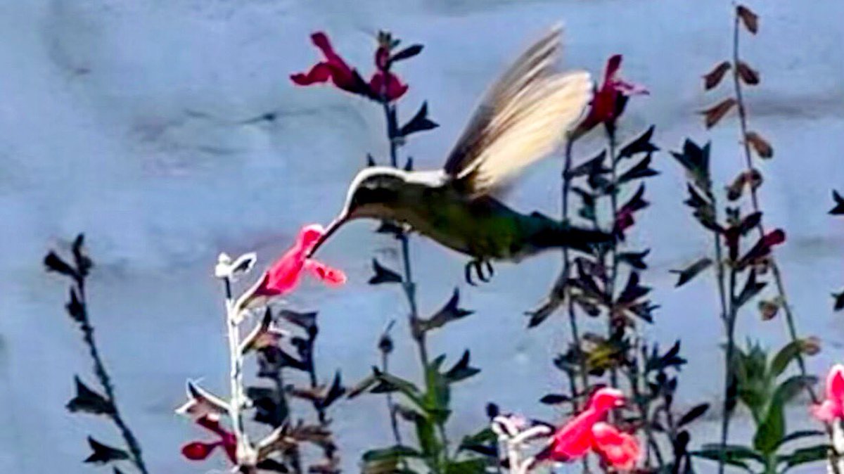 JuAn โ๏ธ๐ฆ๐ท๐๐ธ๐๐ (@juanxj56) on Twitter photo <a href="/DailyPicTheme2/">Daily Picture Theme</a> The #Rapid flutter of my morning visitor. Beautiful company at breakfast.
#DailyPictureTheme <a href="/DailyPicTheme2/">Daily Picture Theme</a> The #Rapid flutter of my morning visitor. Beautiful company at breakfast.
#DailyPictureTheme