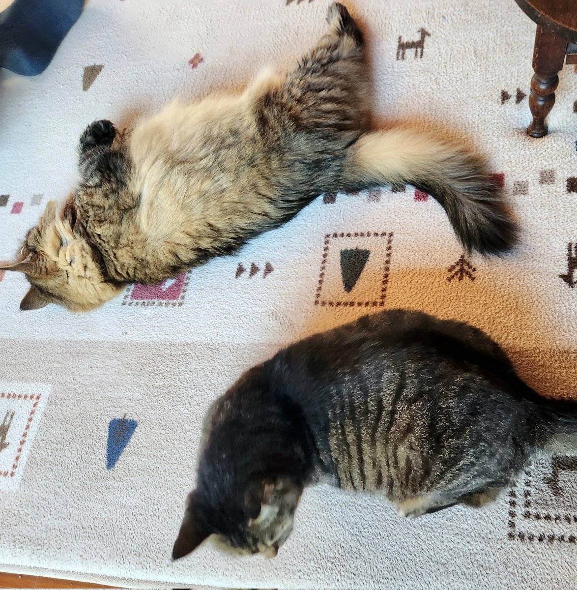 昼寝に忙しい
濃い色の方達😺😺
今日は涼しくて
サイコーだにゃ……🎶🎶

#猫のいる暮らし𓏲𓎨