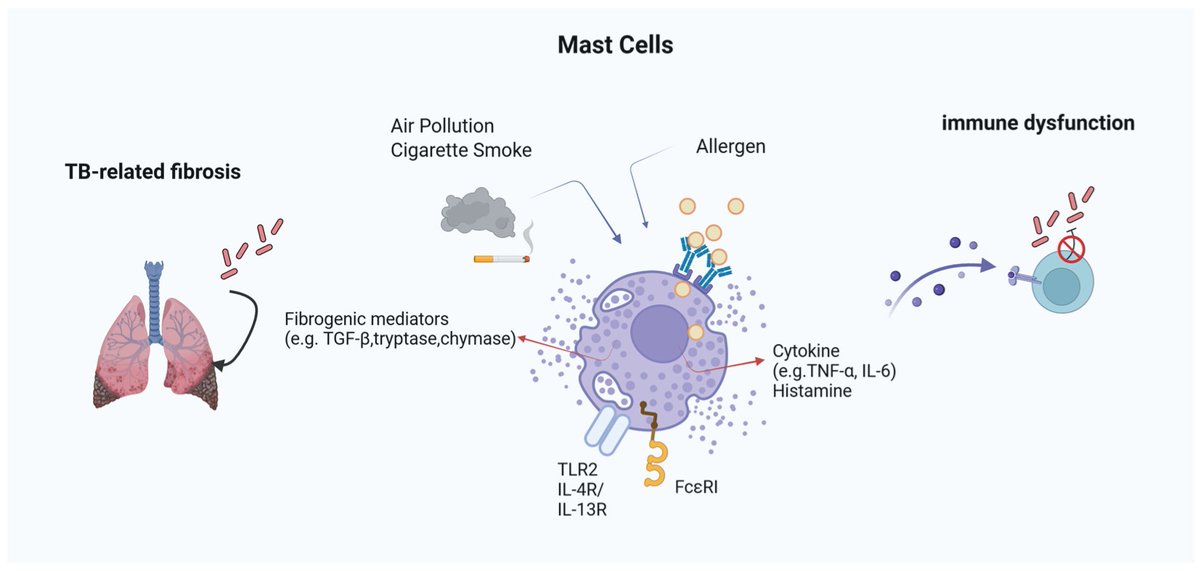 🔔#Allergies Welcomes you to read our publication "Mast Cells in Tuberculosis: Immune Regulation, Allergic Environments, and Pathological Mechanisms" by Huiyun Seo et al.

✅Link: brnw.ch/21wVsMw

#Tuberculosis #MastCells #AllergyResearch #Immunology #TBResearch