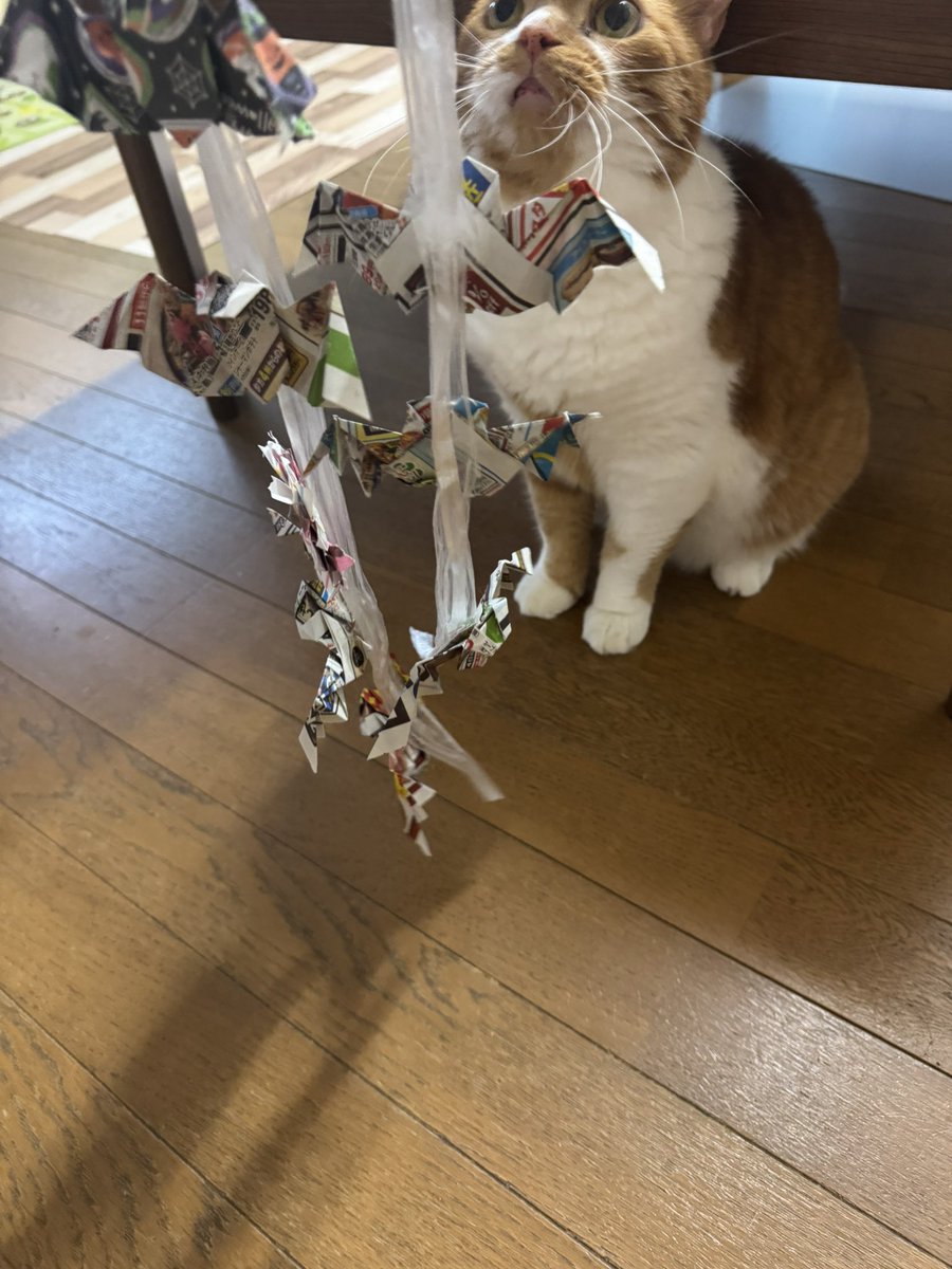 rankolc's tweet photo. 猫が折り紙泥棒するから、わざわざチラシ切って、コウモリ取り放題作ったのに、ガチで引いてて全然遊んでくれなくてしんどい🦇🦇(恐らく、ミックスナッツに入ってるデカいコーンだけむしり食べるのは好きだけど、いざ、コーンだけのやつをもらっても全く嬉しくない現象🌽) https://t.co/yrxfhTeHaH