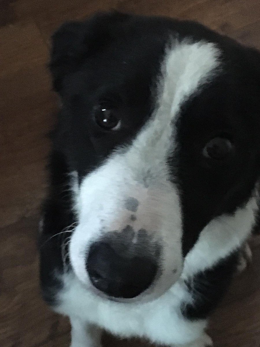 Paw pals me so lucky this is my 5th gotcha day . So lucky I picked <a href="/BrookinKath/">KathBrookin 👣🏠 🐾</a> . I can wrap her around my paws 🤣🐾