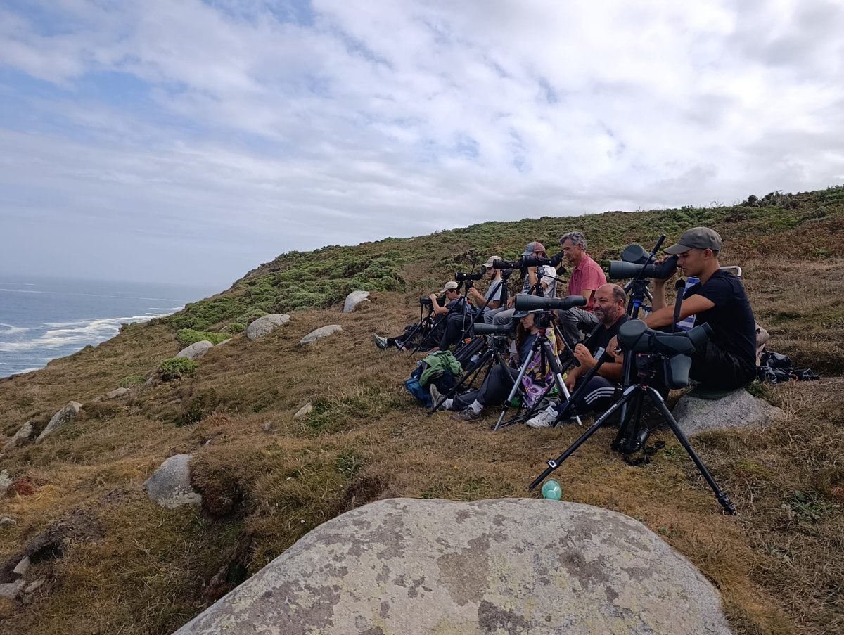 DavidSU26's tweet photo. Last week in Estaca de Bares was crazy!
Hundreds of Sabine's, Skuas of the 5 species, 7 species of Shearwaters, Roseate tern, tens of Wilson's, Pterodroma desertas and an unexpected White-chinned petrel!!!
As always, see you next year!❤️ https://t.co/l3LmsAJshM