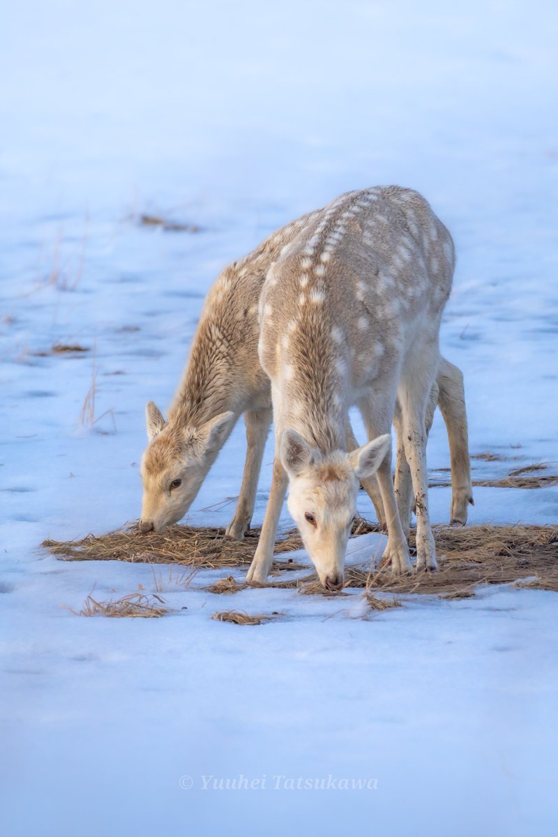 大人の雄鹿の戦い 塗り絵ページ（無料のPDF＆PNGプリント）, image size:800x1200