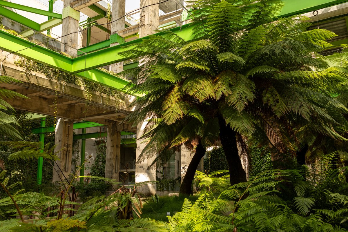 En 2016, fueron trasladados a La Térmica Cultural y, con la apertura del centro cultural en 2023, el área de formación y producción de planta de CIUDEN inició un programa de producción de helechos a partir de esporas.