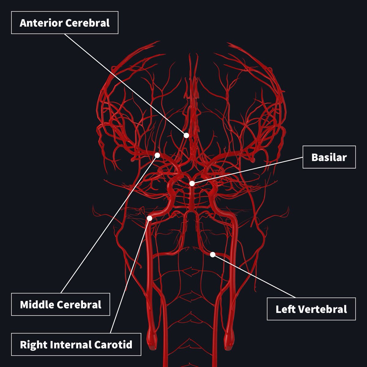 Top5Rank's tweet image. 9. 100,000 Miles of Blood Vessels
🩺 Your brain’s blood vessels could wrap around Earth 4x! They deliver oxygen to keep 86 billion neurons firing.
Mind-bender: A tiny clot can shut it all down.
How wild is that plumbing? #BrainCirculation