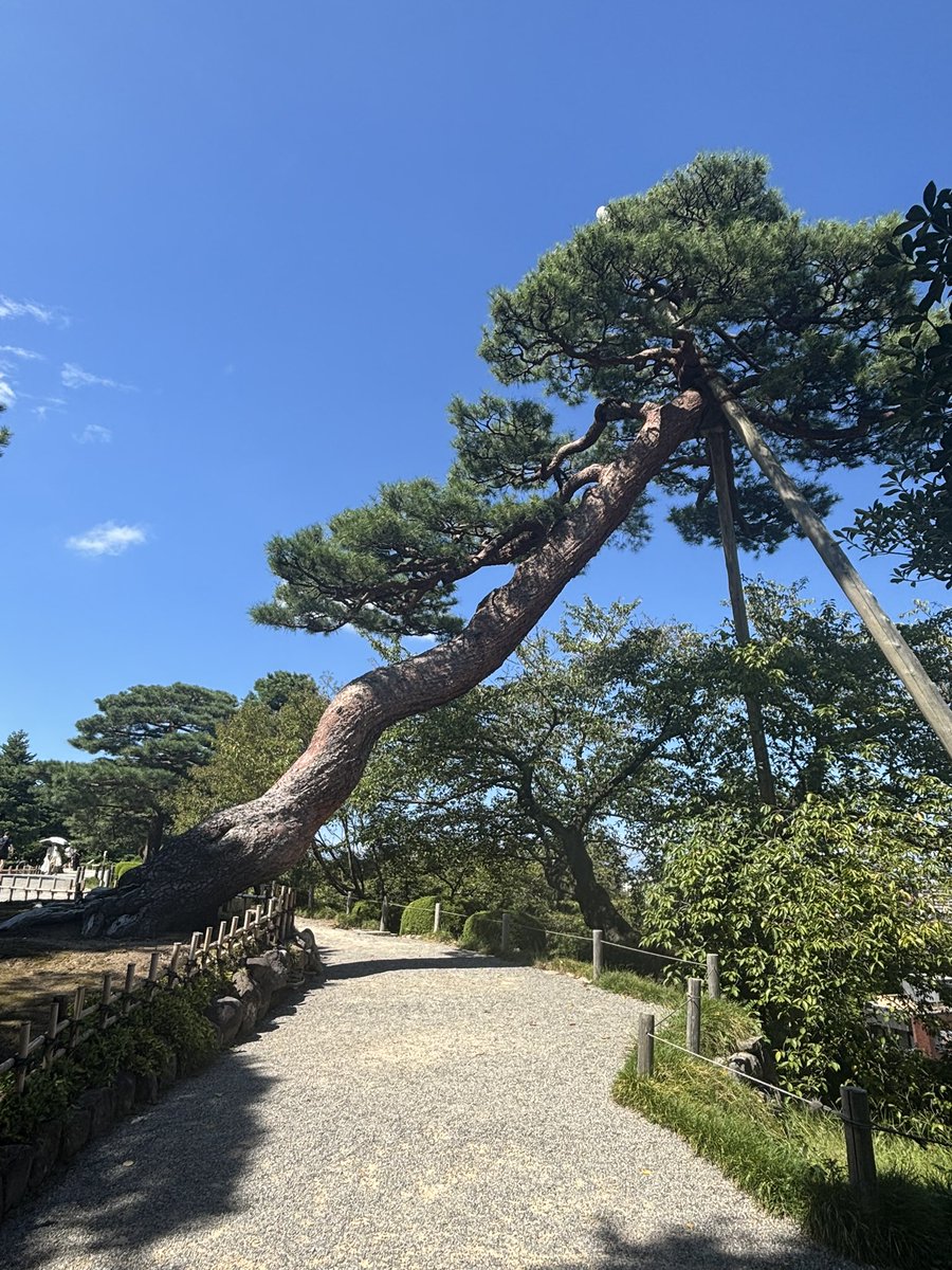 兼六園で好きな松
