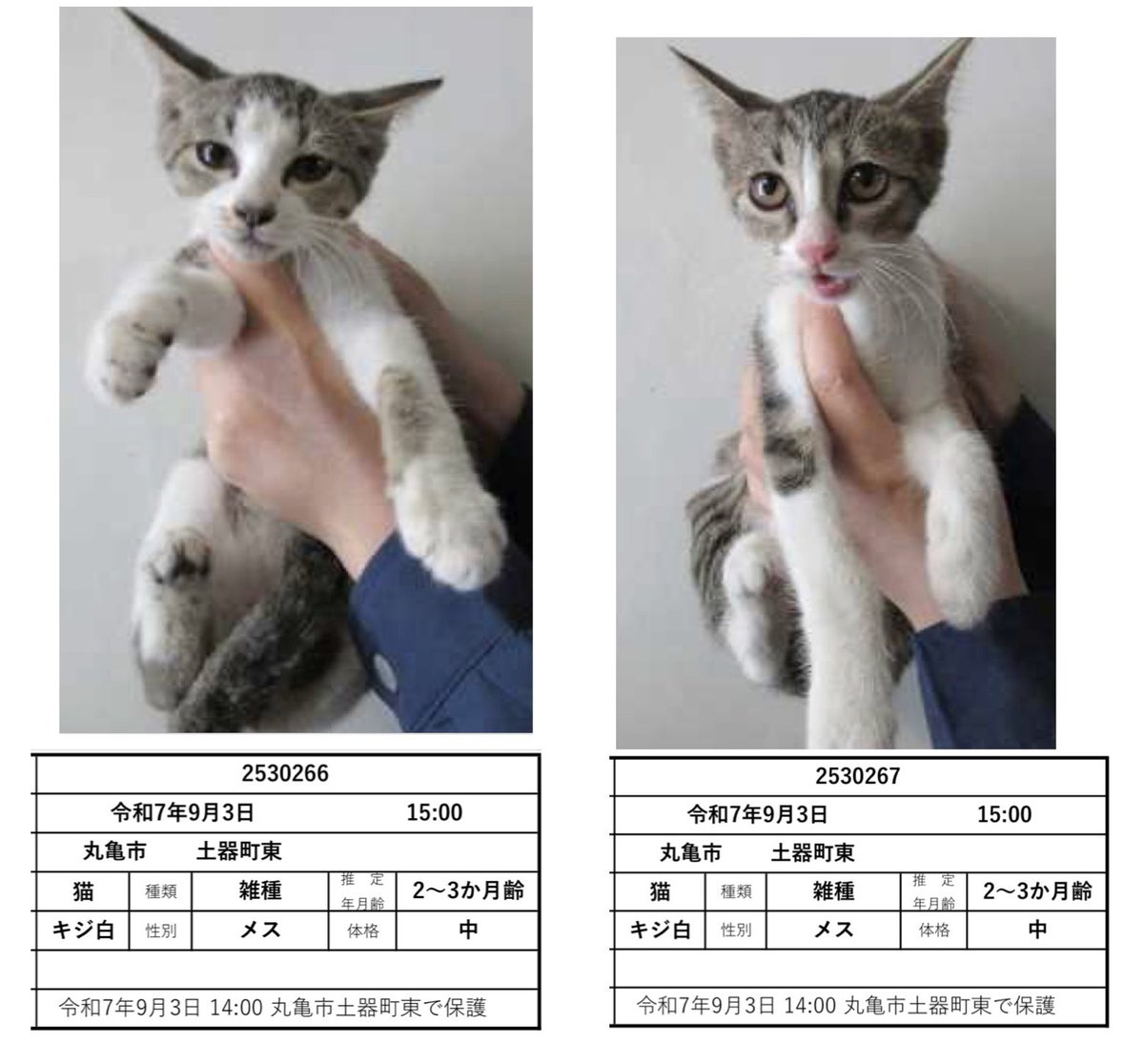 🟦香川県中讃保健所収容情報🟦
管理番号2530266、7
生後2〜3ヶ月子猫が2匹保護されました…すぐにでも譲渡可能な月齢です、🙇
お家の子に迎えて頂けないですか🙏

【お問合せ】
動物愛護団体ワンワンニャイン
LINE line.me/ti/p/aXRqdw8aKn
📞070-5516-0119(イイまで)

掲載期限 ９月10日