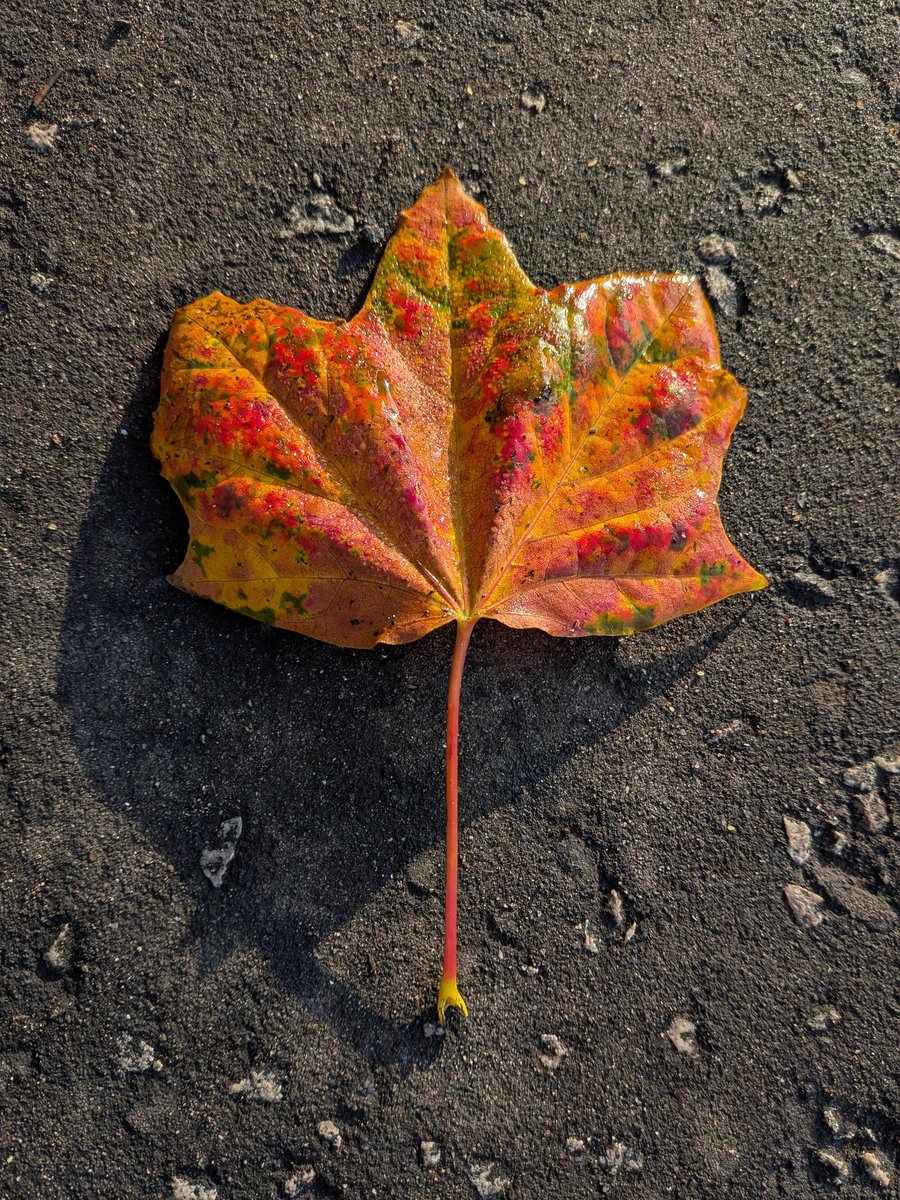 The season is changing.
My favourite.
🍂 🍁
