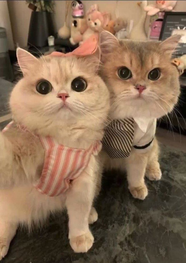 prettyyy little babiesss 😩
meow meow 😻🫠💙