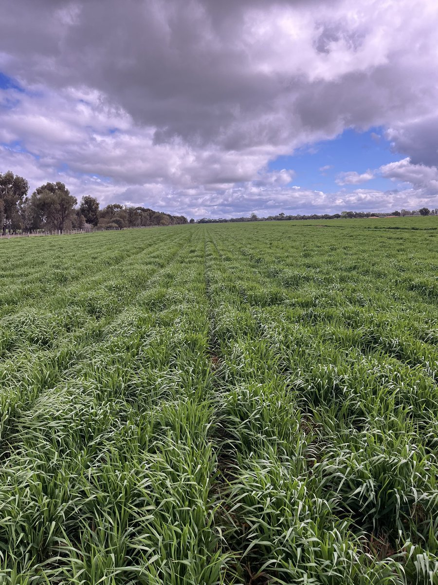 Axial Extra smoking the wild oats and checking ryegrass in some <a href="/InterGrain1/">InterGrain</a> Neo CL barley