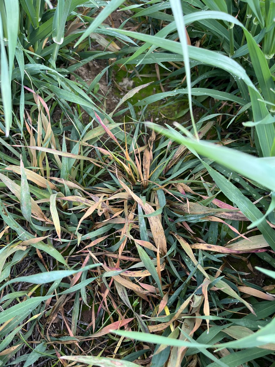 James Ferrier tweet media