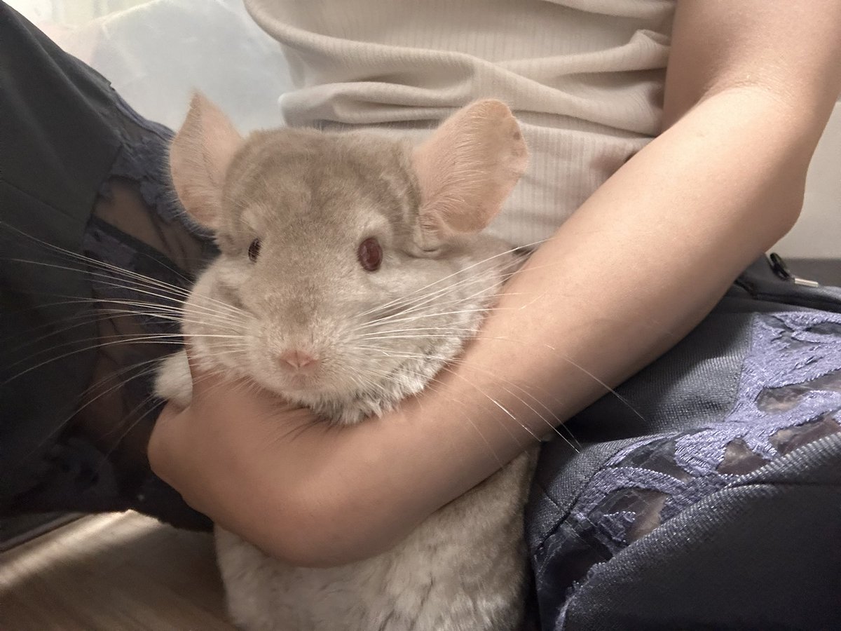 チンチラのぴの (@ChinchillaPino) / X