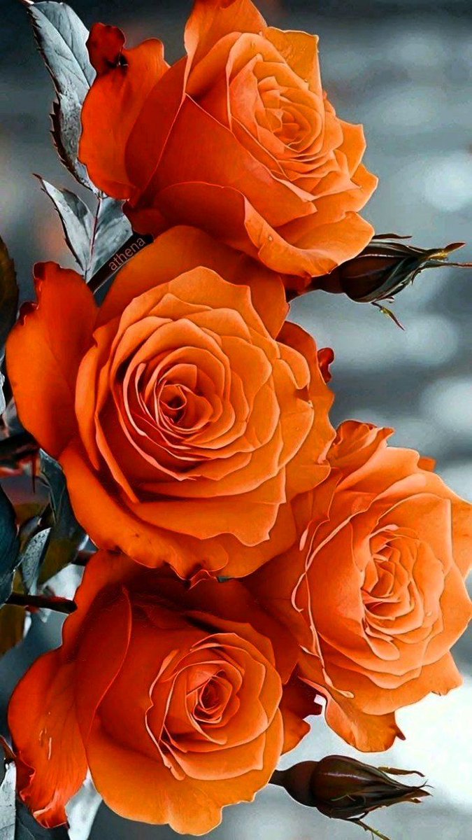 Thursday.
September 04, 2025.