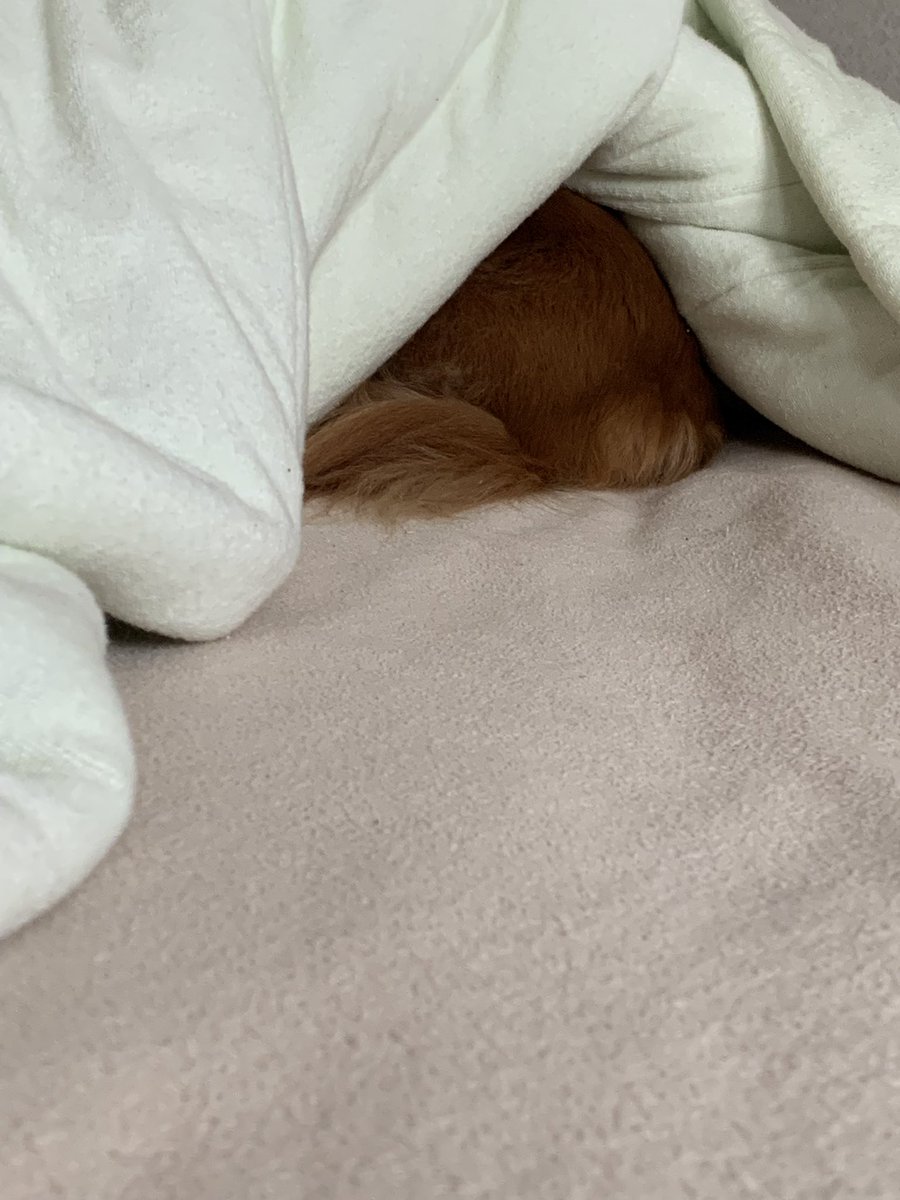 ななちゃんと友達🐶ななちゃんねる💕 tweet media