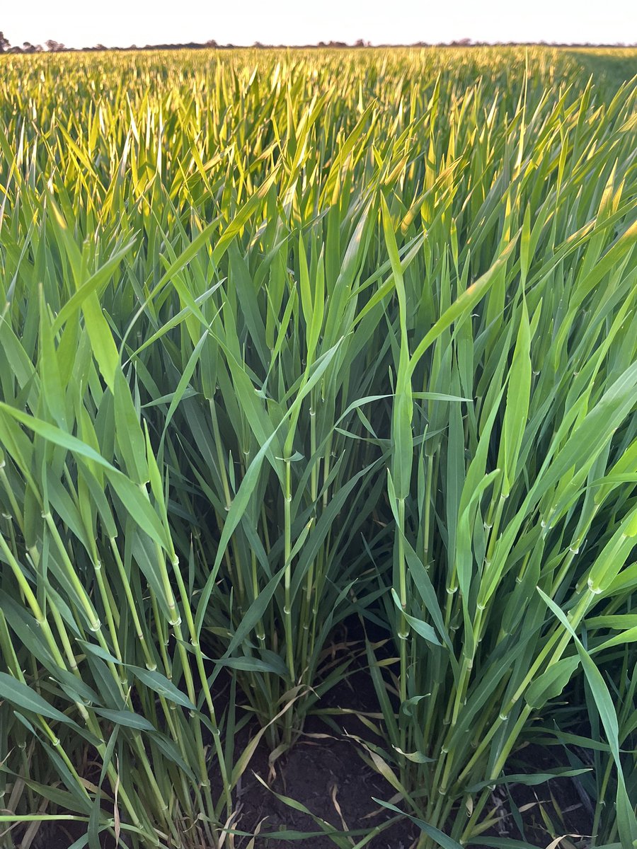 Some reasonable clean healthy looking Maximus. Potential to irrigate, see what happens.