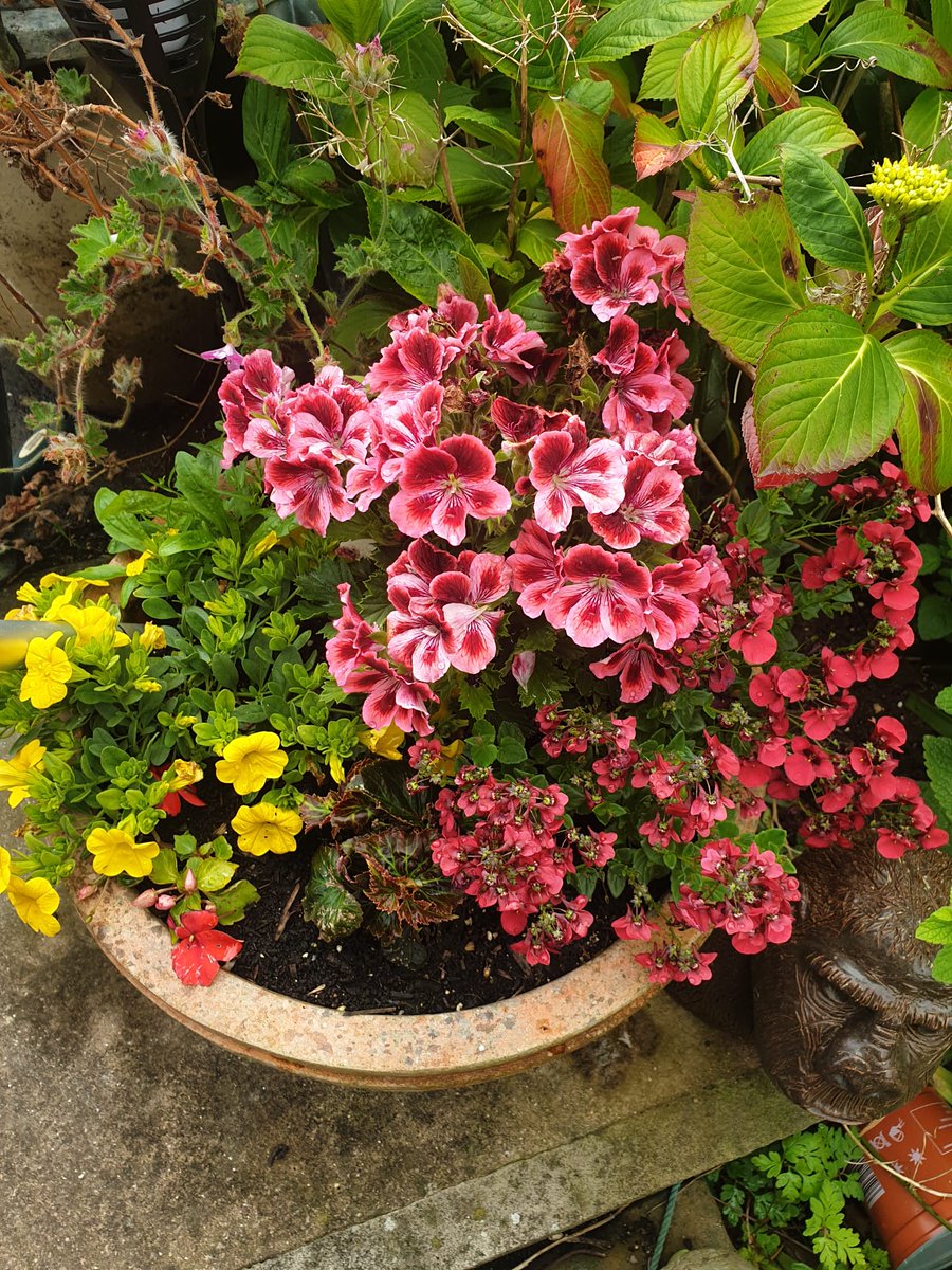 <a href="/Gez56/">Gez 〓〓</a> Good morning Gez, still some colour in the garden 😊 have a lovely day 😊💕 x