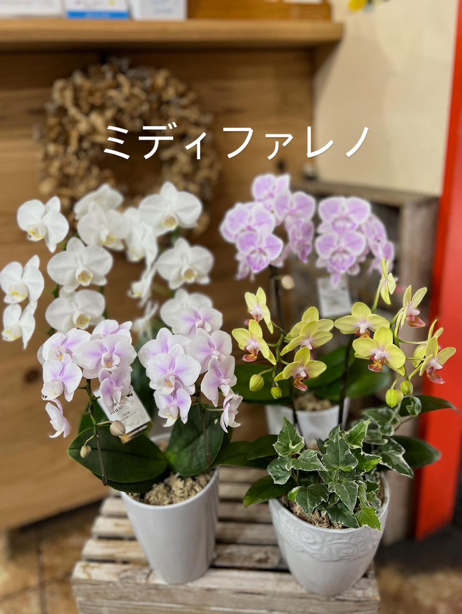 毎日ありがとうございます

早いもので9月15日は敬老の日。

秋を彩る花鉢が入荷しています
おじいちゃん、おばあちゃんへのプレゼントに
ピッタリです😊

#敬老の日
#9月15日
#リンドウ
#ベゴニア
#カランコエ
#ミディファレノ
#フラワーショップなかむら