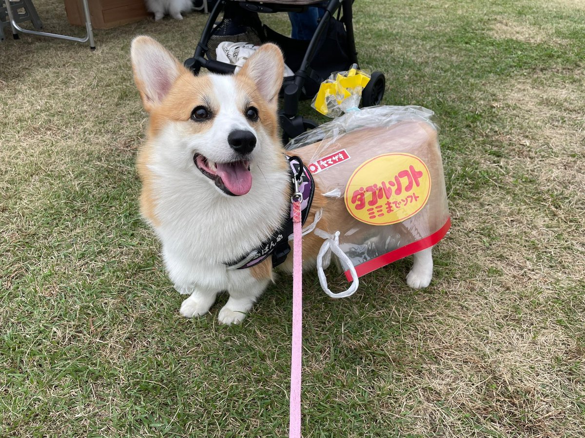 syokupancorgi24's tweet image. #何度でもポストしたくなるお気に入りの一枚を見せて
すれ違う人にキャーキャー言われた
ハロウィン仮装のいぬ🍞