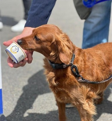 themeadowcafe1's tweet photo. 🐾Our four-legged visitors love Barke Farm Ice cream treat from The Meadow Cafe!☀️🐶
Pop in and treat your pup next time you're in the park! https://t.co/FVi0fFPu1g