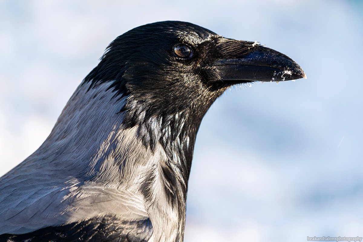 Josefine tweet media