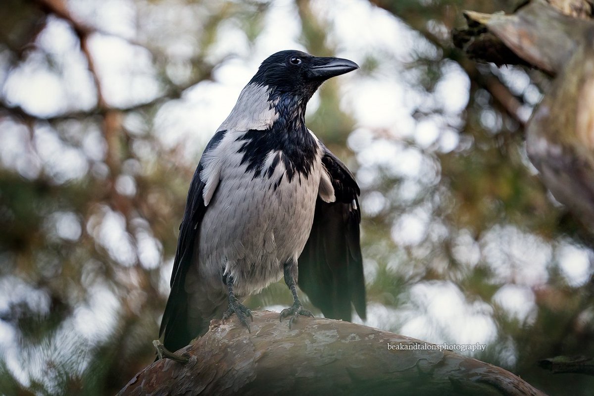 Josefine tweet media