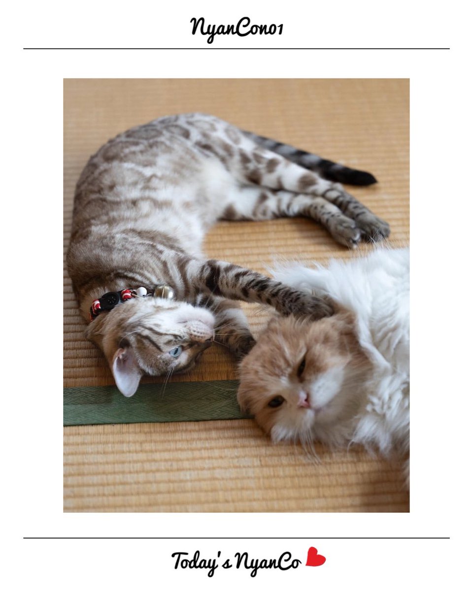 確認ページ♡にゃんこ＆レディ Amazon | [Tengyuntong] 財布 メンズ 長財布 夏目友人帳 ニャンコ先生