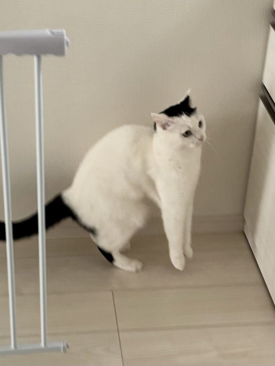 猫って時々ジャンプ失敗しませんか？