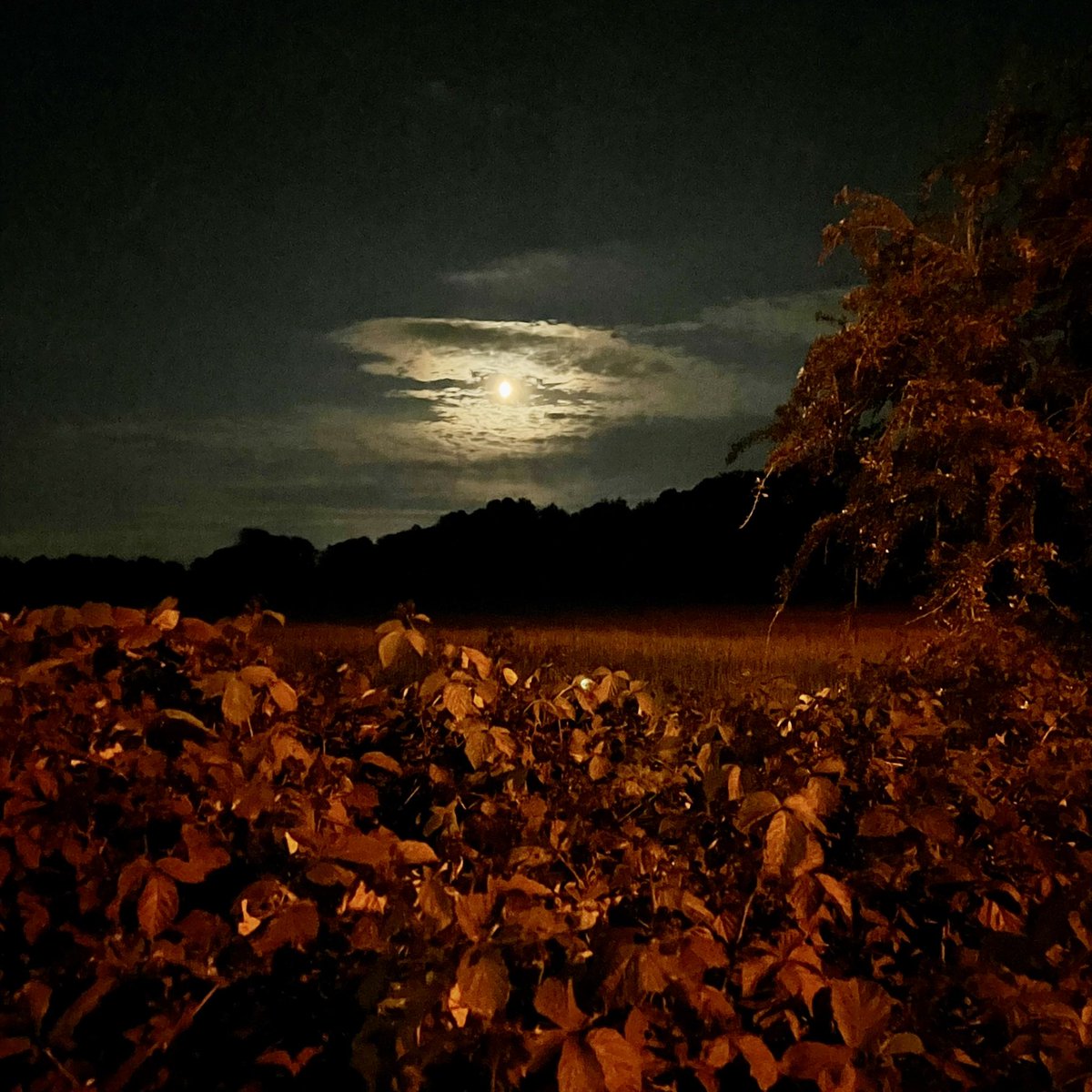 PleaseStayToday's tweet image. Some nights you go for a walk,
And everything feels just right,
That was how it was for me,
When I chased the moon last night. 

Count your blessings,
Be grateful for natures beauty,
And for those in life who love you,
Because that love is quite simply… Everything 
#MoonMagic