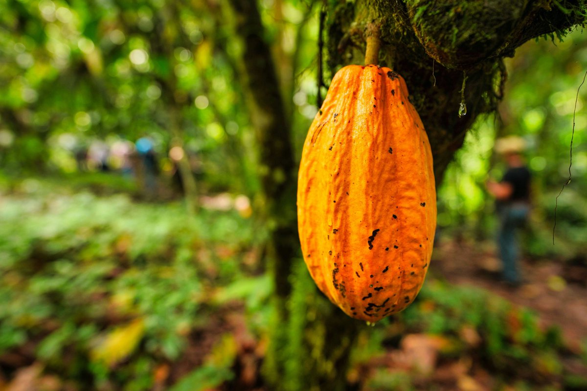 CEIGRAM-UPM (@ceigram) on Twitter photo 🍫 ¡Nueva Publicación!
Categorizar a los diferentes tipos de productores de cacao es crucial. Entender la diversidad ecológica y cultural en la producción agroalimentaria ayudará en el diseño de políticas más apropiadas y adecuadas a cada contexto.
<a href="/BiovIntCIAT_esp/">Alianza de Bioversity International y el CIAT</a> 🍫 ¡Nueva Publicación!
Categorizar a los diferentes tipos de productores de cacao es crucial. Entender la diversidad ecológica y cultural en la producción agroalimentaria ayudará en el diseño de políticas más apropiadas y adecuadas a cada contexto.
<a href="/BiovIntCIAT_esp/">Alianza de Bioversity International y el CIAT</a>