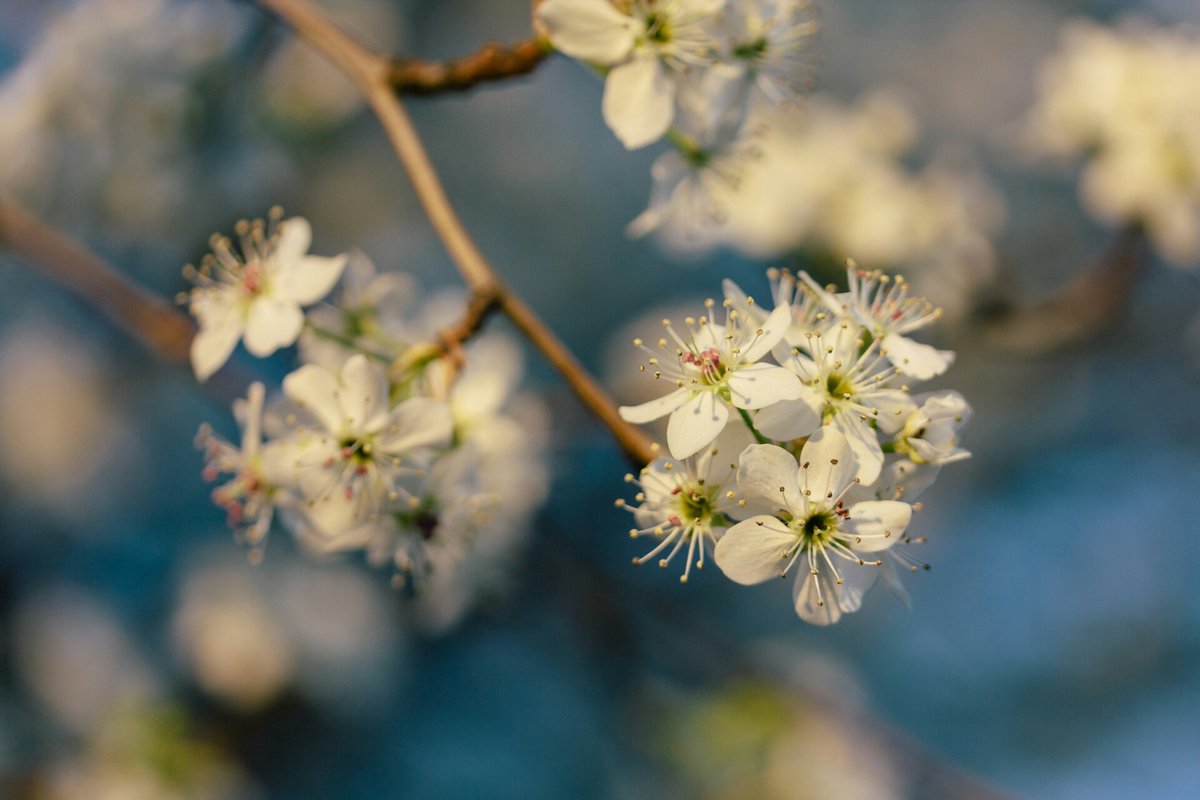 TrufastTree's tweet image. Bradford pear trees are invasive in southwest Missouri and can harm local ecosystems. Consider removing them and planting American plum, flowering dogwood, eastern redbud, hawthorn, or serviceberry instead. 

Contact us at 417-413-4729 for all your tree care needs.