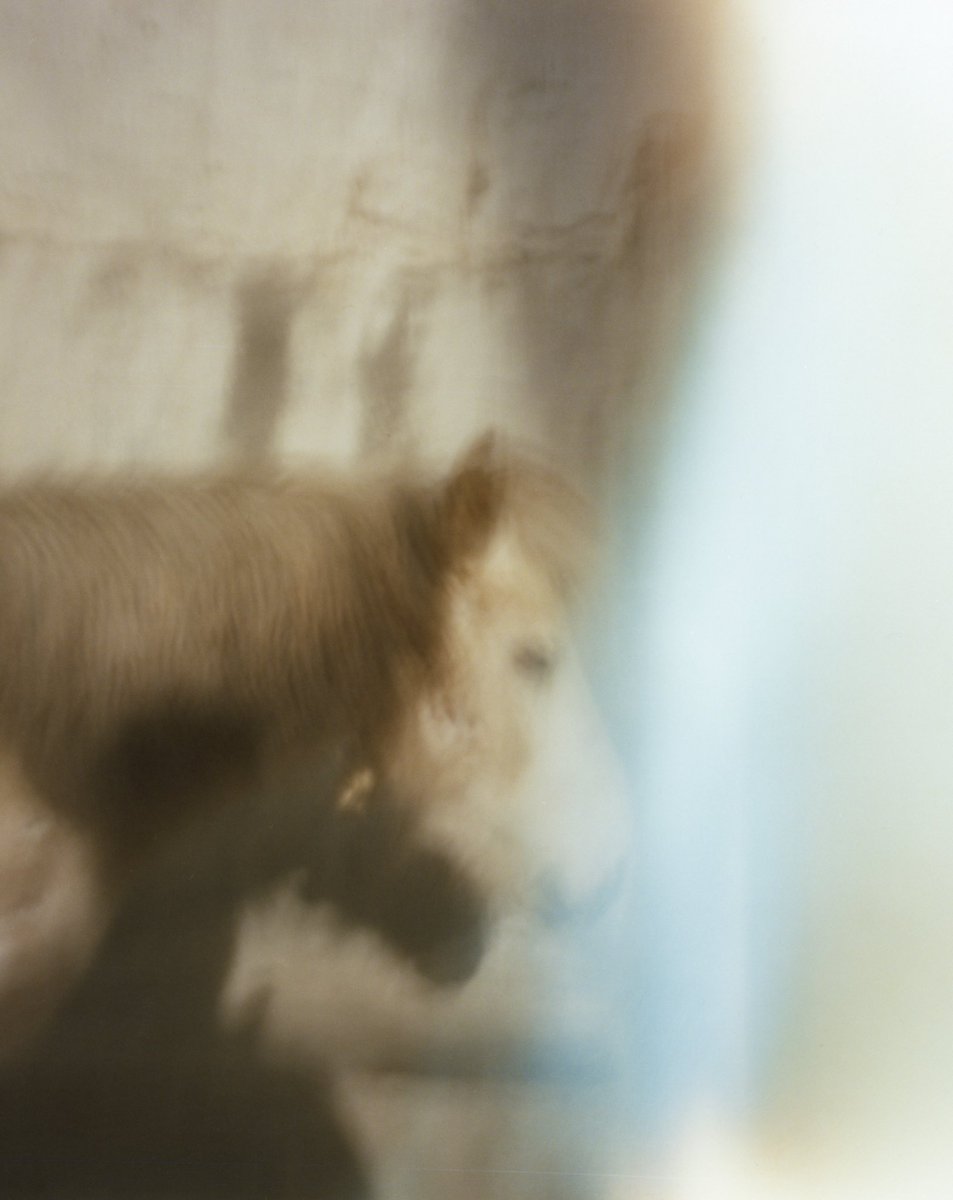 purple_kyoto's tweet image. 【CURRENT EXHIBITION】

山西もも｢光の王国｜The Light/Mustang｣

2025年9月5日[金]－9月28日[日]
時間 : 13:00-19:00
休廊 : 月・火