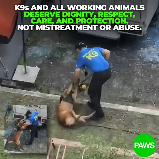 Die Ausbildung von K9 Hunden ist oft sehr missbräuchlich und kaum jemand weiss, was da heimlich abgeht!
Wir fordern die Öffentlichkeit auf, Grausamkeiten gebührend zu melden und um Gerechtigkeit für die Opfer zu fordern. Strafverfolgung (wenn ein Verbrechen an einem Tier begangen