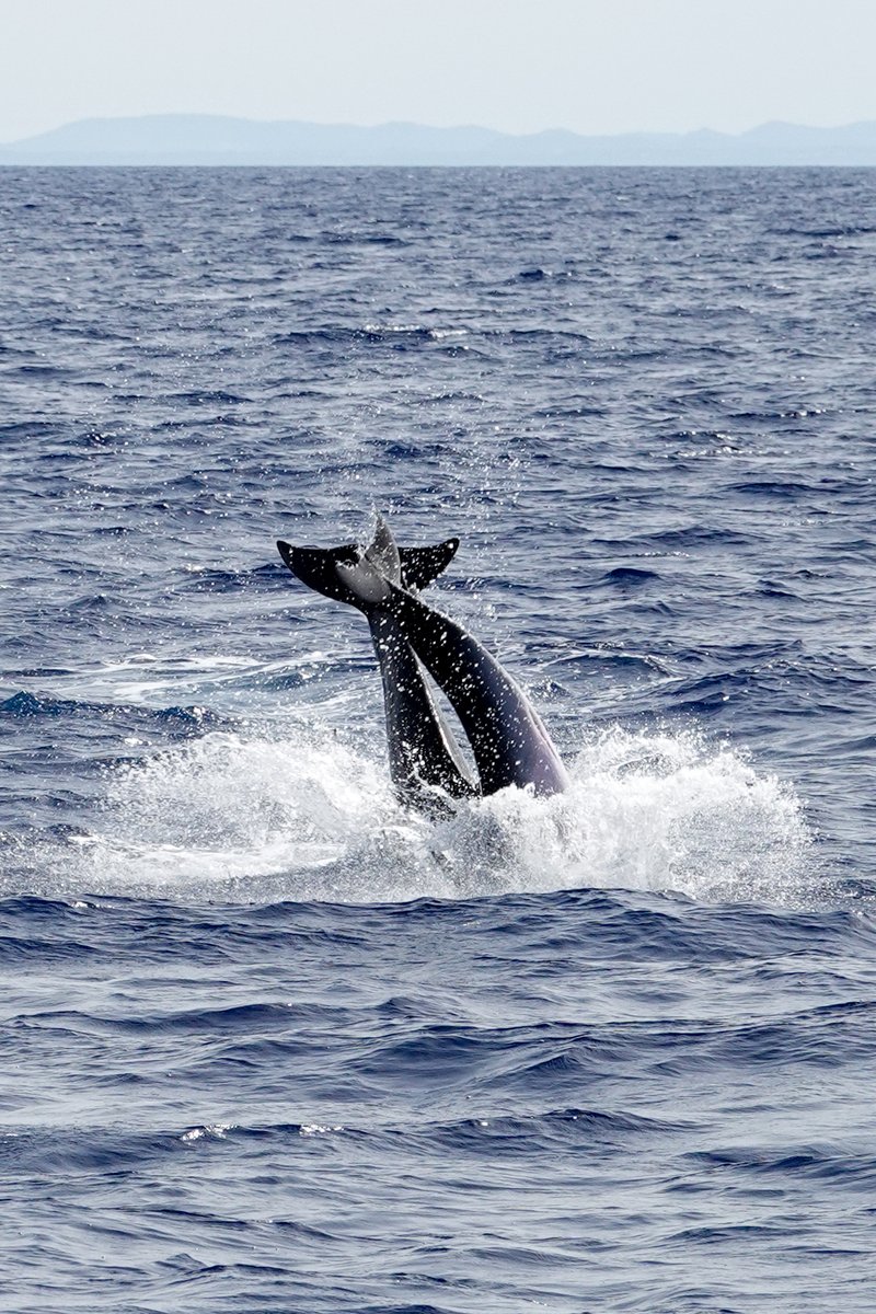 Magischer Moment! 🐬 #Delfinbeobachtung vor #Mallorca mit #AlcudiaSeaTrips ist einfach unvergesslich. Dank meiner #SonyRX10IV konnte ich diese verspielten #Tiere ganz nah einfangen, ohne sie zu stören. Ein echtes #Natur-#Highlight auf den #Balearen! 🤩   #Delfine #travel #Spanien