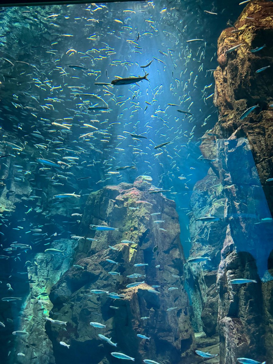 SactoDeadHorses's tweet photo. Osaka Aquarium KAIYUKAN, the world's largest aquarium, has jellyfish, whale sharks, squid, sunfish, puffins, and various penguins.
Their displays are impressive, and the overall design is more ecological and rational. It's worth a return visit https://t.co/vdoCKnQx9B