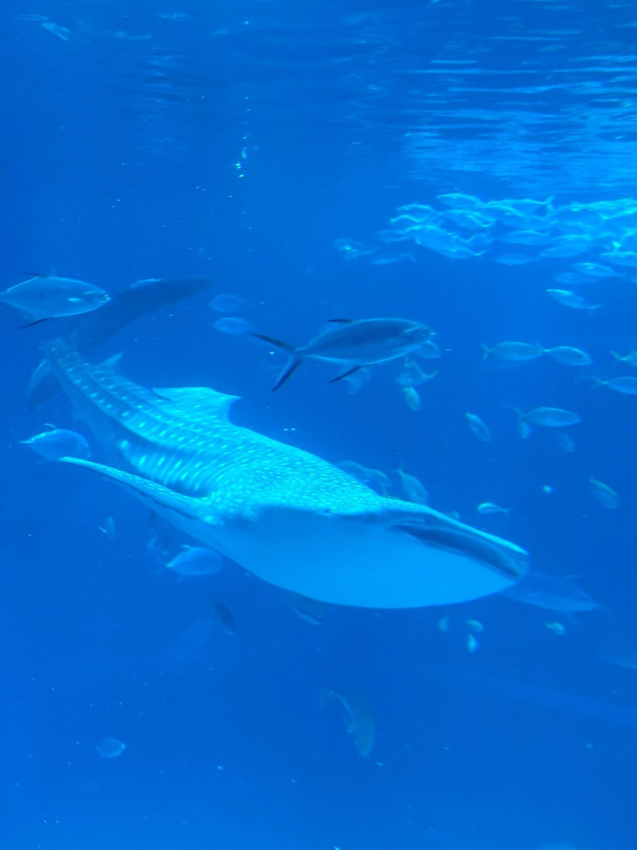 SactoDeadHorses's tweet photo. Osaka Aquarium KAIYUKAN, the world's largest aquarium, has jellyfish, whale sharks, squid, sunfish, puffins, and various penguins.
Their displays are impressive, and the overall design is more ecological and rational. It's worth a return visit https://t.co/vdoCKnQx9B