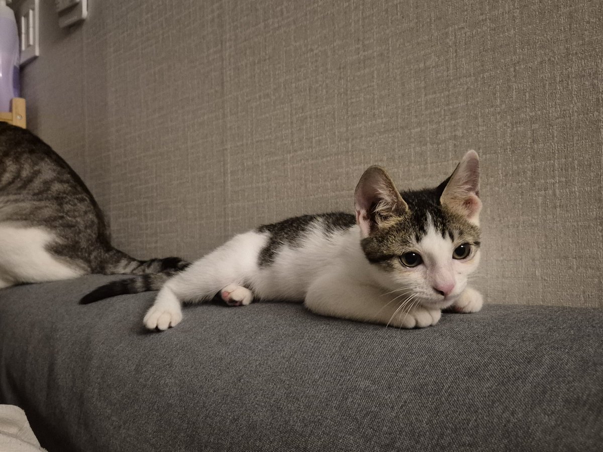 <a href="/byo_tattoo/">뵤타투</a> 🍔🐱햄버거 먹다 구조된 그 고양이
⬇️⬇️⬇️
햄복이의 평생가족을 찾고 있어요!

🍔햄복이 입양신청➡️<a href="/hambogi_cat/">🍔가족찾는 햄복이🍔</a>
#햄복이임보일기 #고양이입양 #사지말고입양하세요 #입양홍보 
x.com/hambogi_cat/st…