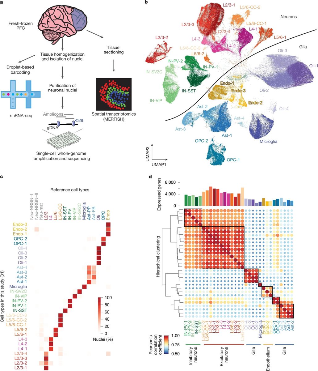 jsantoyo's tweet image. Single-cell transcriptomic and genomic changes in the ageing human brain. #SingleCel #scRNAseq #Transcriptomics #Genomics #HumanBrain @nature
nature.com/articles/s4158…