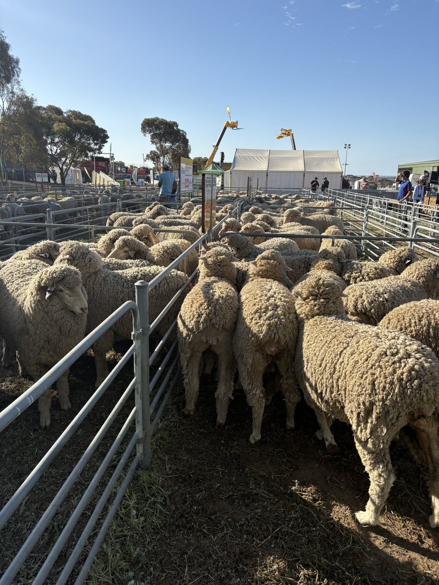 merino_wa's tweet photo. Newdegate Machinery Field Days Ewe Hogget Competition was a great success, 1st place and winning the XR 190L AgBike, sponsored by MerinoWA &amp; @DysonJones_WA was AJ &amp; TR Cox, Kellerberrin, 2nd, Gimlet Park Farming, Newdegate &amp; 3rd, Glengariff Farms, Kumminin, sponsored by Elders. https://t.co/f92O2wFyJl
