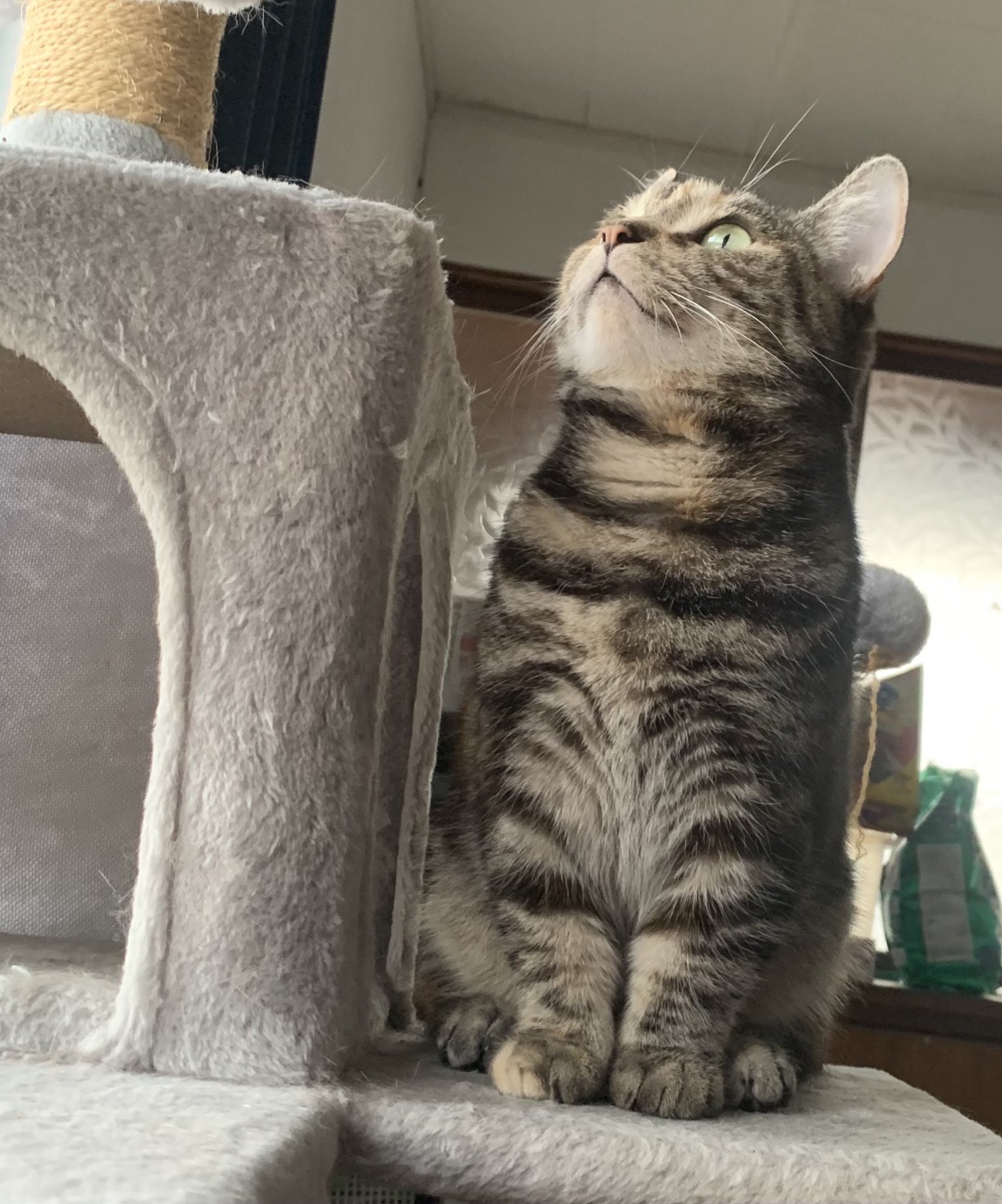猫 楽天市場】【チェックしたら10%OFF】FEANDREA キャットタワー