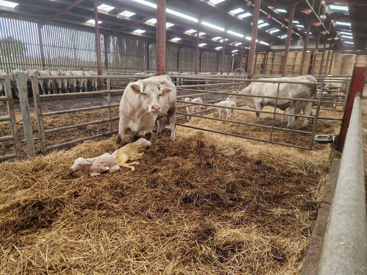 43ème vêlages et 12ème jumelages. Doublé de femelles pour Superbe et Roupette 
#ceuxquifontlaviande