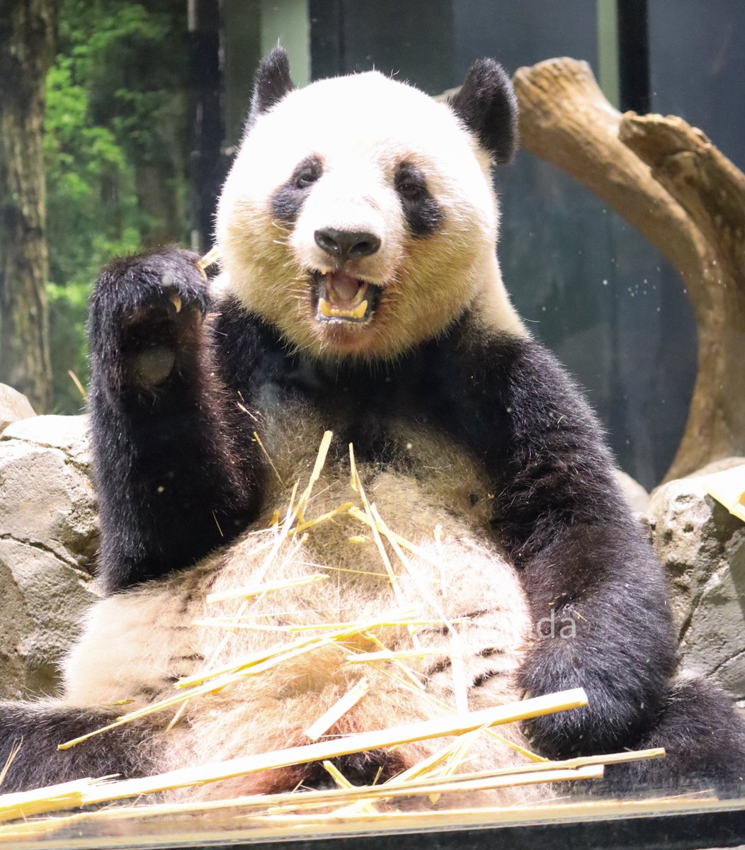 ニンジンを噛み締めるシャオ君と、にっこりレイちゃん😊🥕
#シャオシャオ #レイレイ #上野動物園