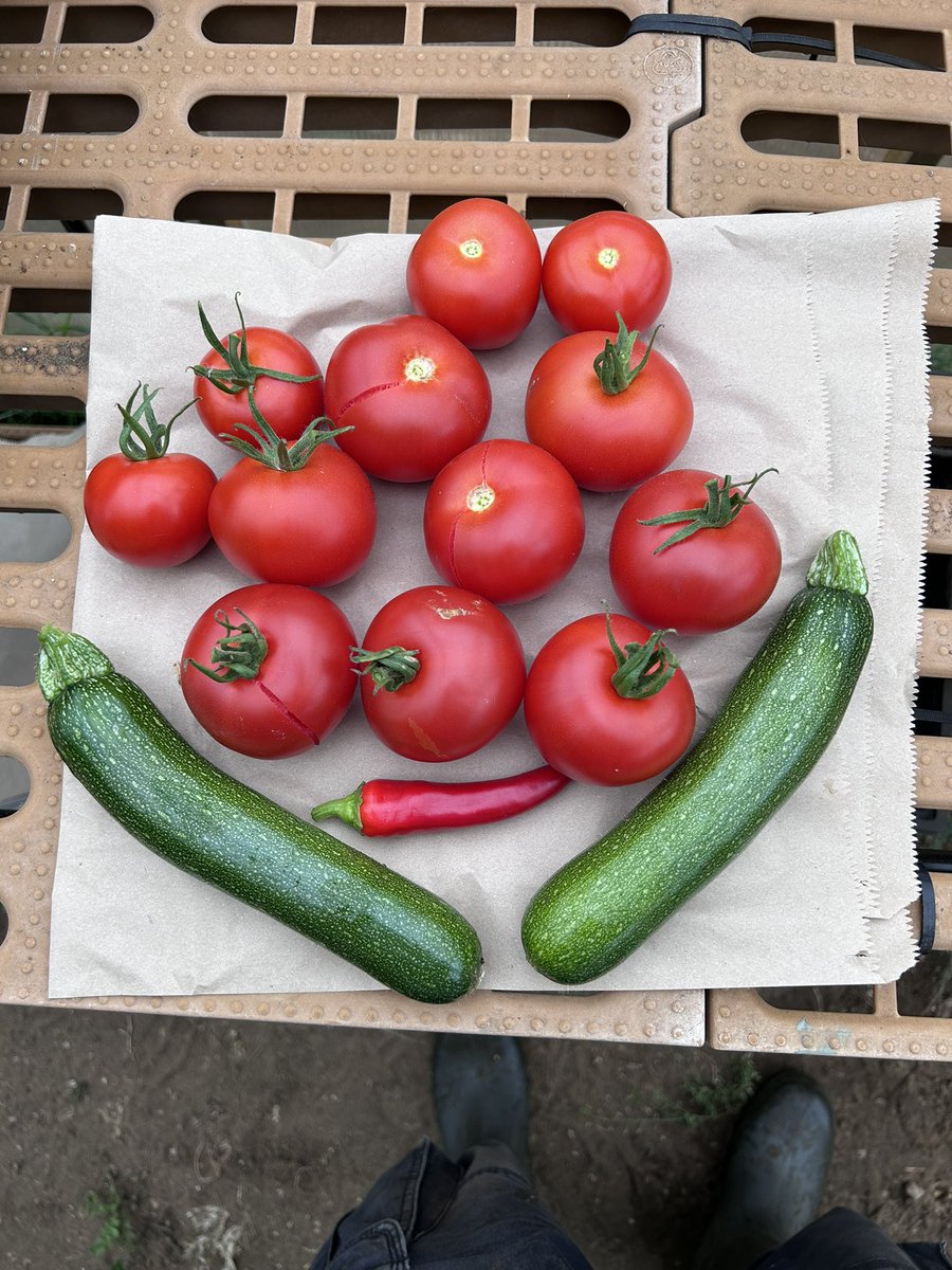 The heavens are about to open again 🌧️ which is a good thing. Meanwhile harvesting a few things for tonight’s meal. What do you think it will be🤔 one of my favourites for sure 😋❤️ #GardeningX #gardening