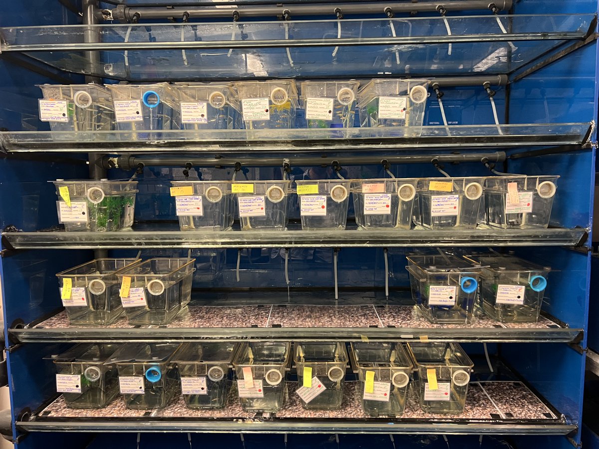 projectaladdin's tweet image. The 1st day of our meeting ended with a tour of the @liu_universitet zebrafish facility &amp;amp; PI Lasse Jensen&apos;s lab. 🐠 

During the second day, we will focus on...

🔹 Communication, dissemination &amp;amp; exploitation (@ZirkaInnotech)
🔹 Coordination (@CNB_CSIC) 

#EICPathfinder @EUeic