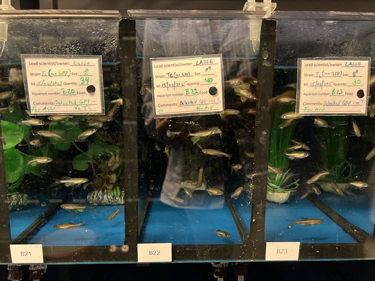 projectaladdin's tweet image. The 1st day of our meeting ended with a tour of the @liu_universitet zebrafish facility &amp;amp; PI Lasse Jensen&apos;s lab. 🐠 

During the second day, we will focus on...

🔹 Communication, dissemination &amp;amp; exploitation (@ZirkaInnotech)
🔹 Coordination (@CNB_CSIC) 

#EICPathfinder @EUeic