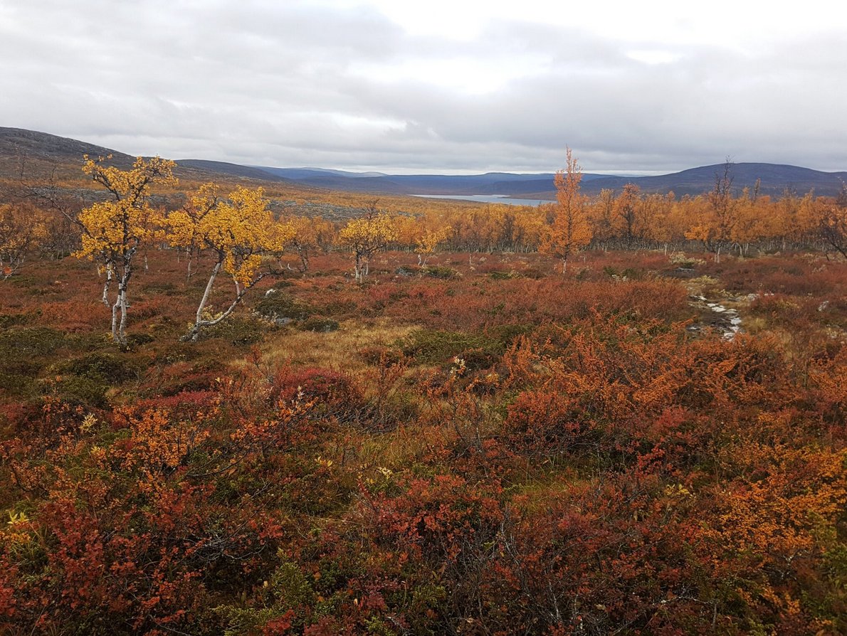 Saamelainen ilmastoneuvosto, Saami Climate Council tweet media