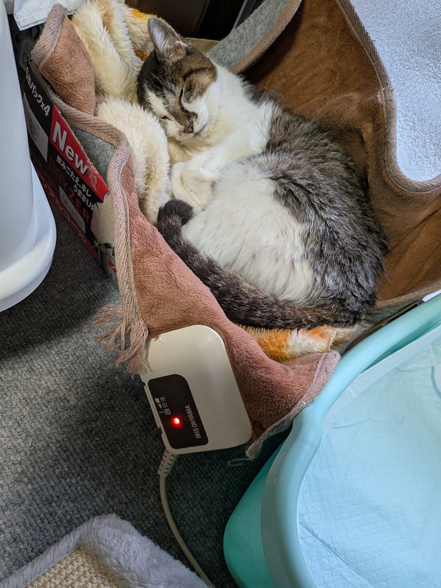 なんかもう、とにかくトイレで寝かせたくなくて、用意したダンボールでも寝ず…日向ぼっこするくらいなら、ホットカーペットの弱なら？と着けてみたら、ビンゴ！狭そうなので、タオルは起きたら替えよう。エアコン止まった時用の、Rさんの保冷袋は毎日セットしてます(๑•̀ㅂ•́)و✧