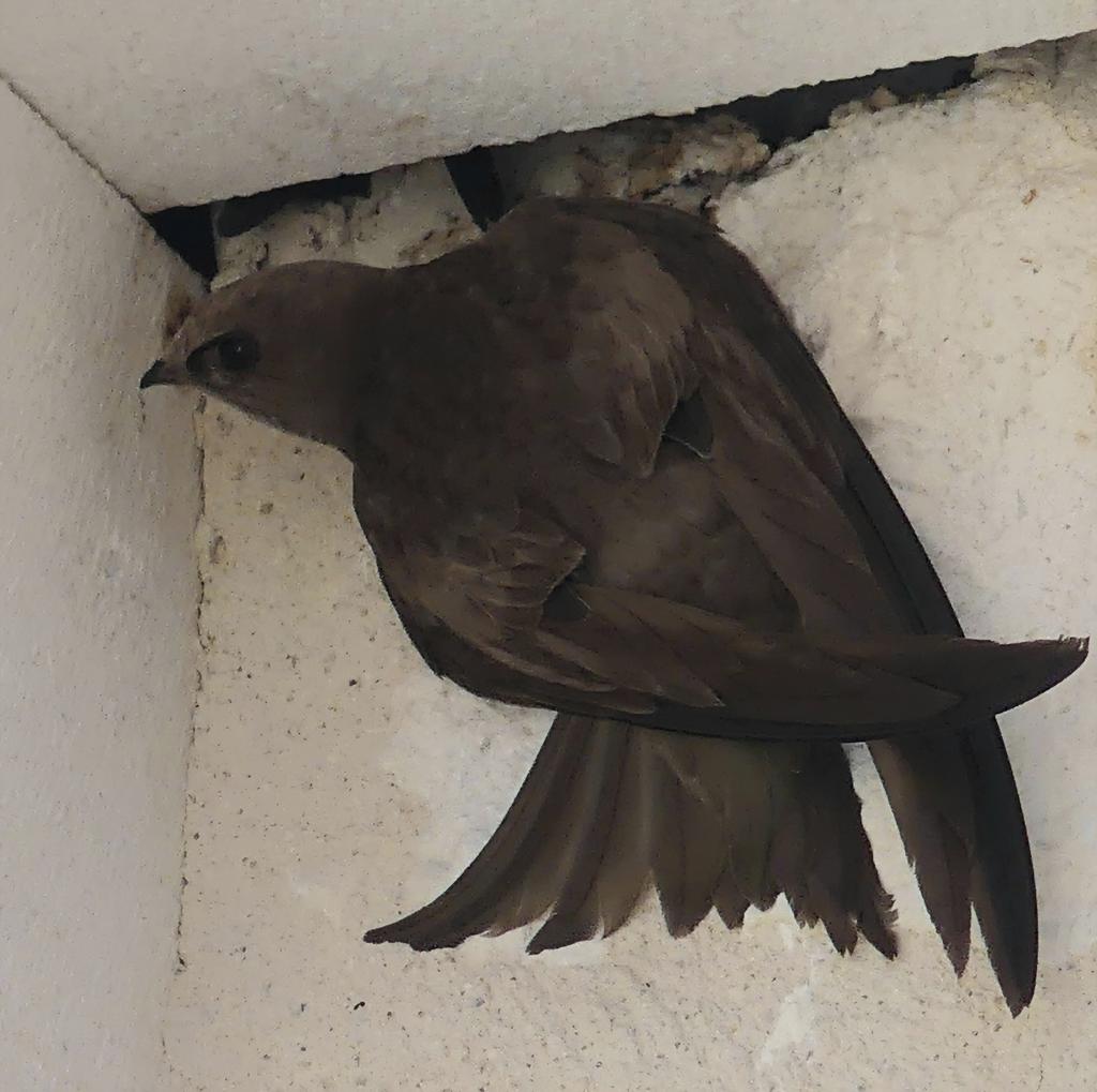 I've been trying all week to capture an image of a swift ,there so quick so fast .birding gods smiled today, large numbers of them,every morning the sound of there squeals, brilliant 
#Croatia