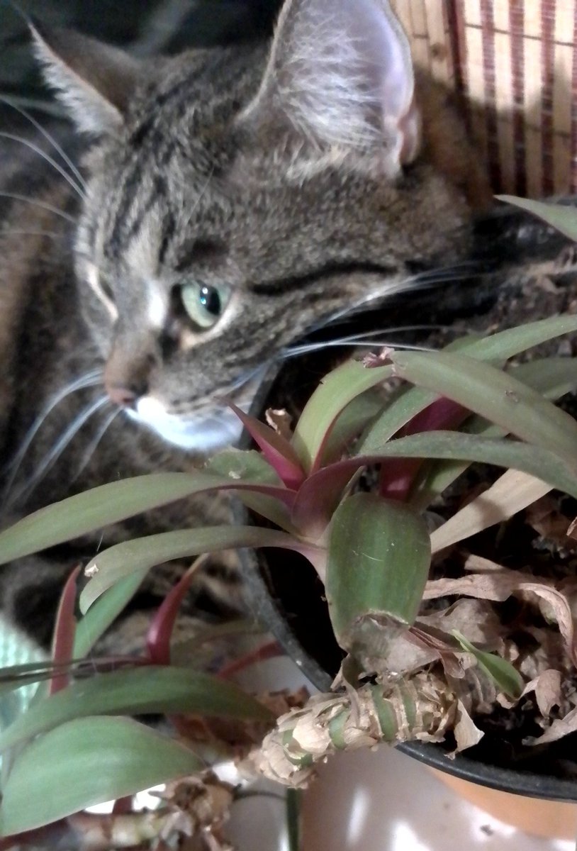 Теперки і в Касі польтрет є, не тільки у Квасолі. Так що Квасоля хай не дуже задається!