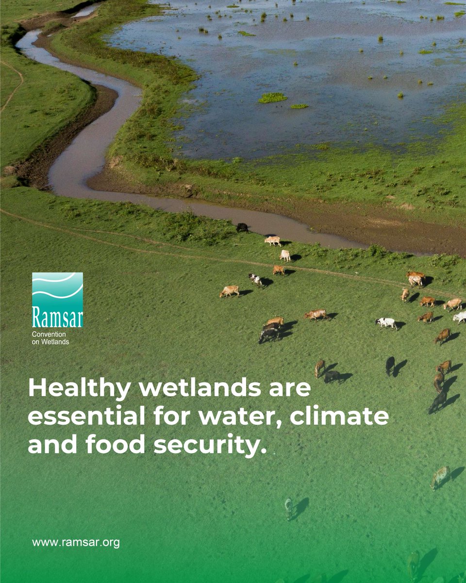 🌿 Healthy wetlands are essential for water, climate and food security. 

They regulate water flows, reduce the risk of floods and droughts, store carbon &amp; support fisheries. They are also vital to achieving the goals of the Paris Agreement and the Sustainable Development Goals.