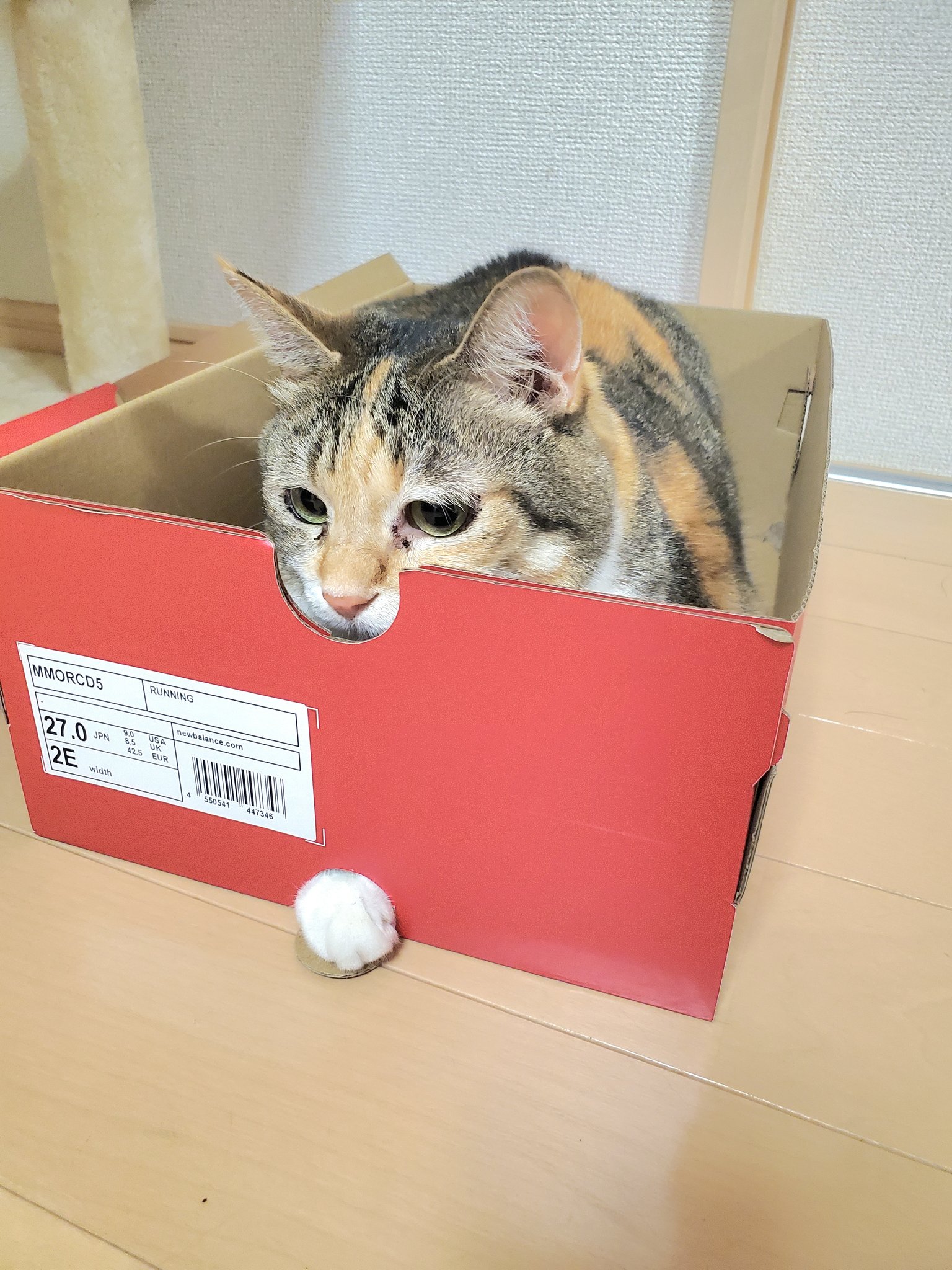 猫様　まとめ買い タメと飼い主 on X: 
